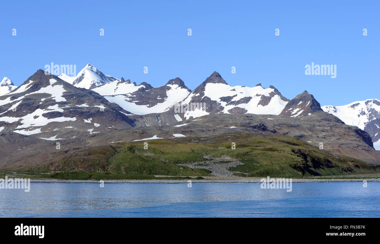 Der König (Aptenodytes Patagonicus) nisten Pinguinkolonie auf einem Hügel oberhalb des Strandes in Salisbury Plain. Stockfoto