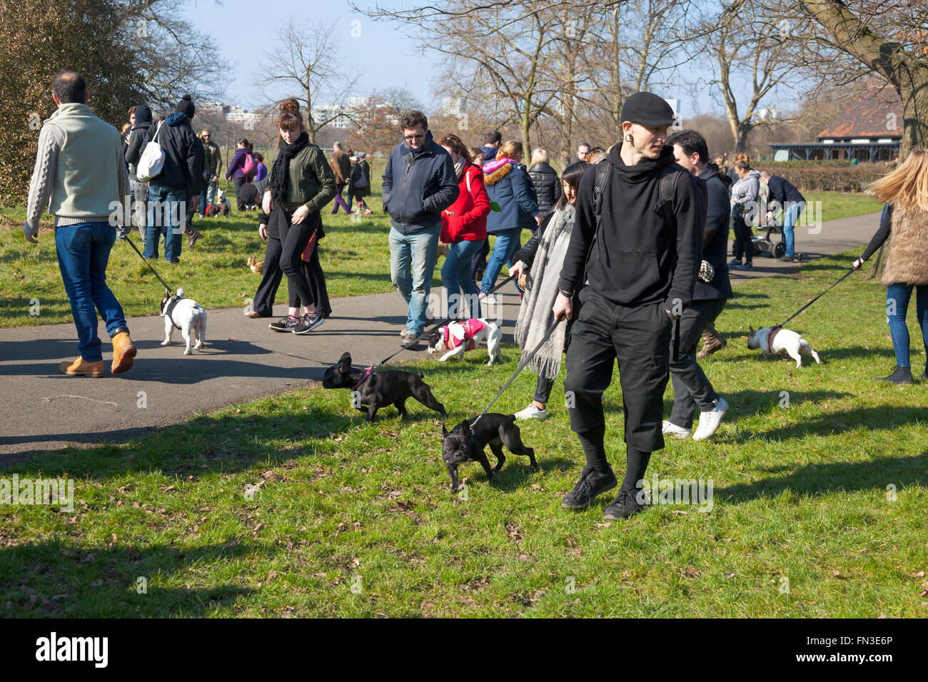 13. März 2016 - Meet-Up und Walk of London Französisch Bulldog Besitzer im Regents Park, London, UK Stockfoto