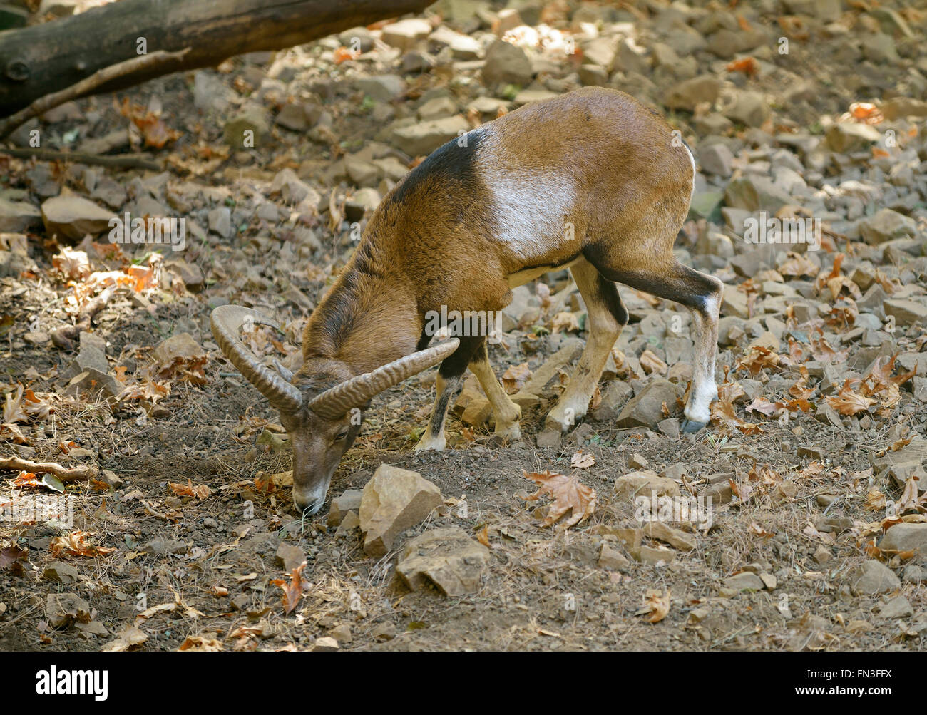 Zypern-Mufflon - Ovis Orientalis Planeten Stockfoto