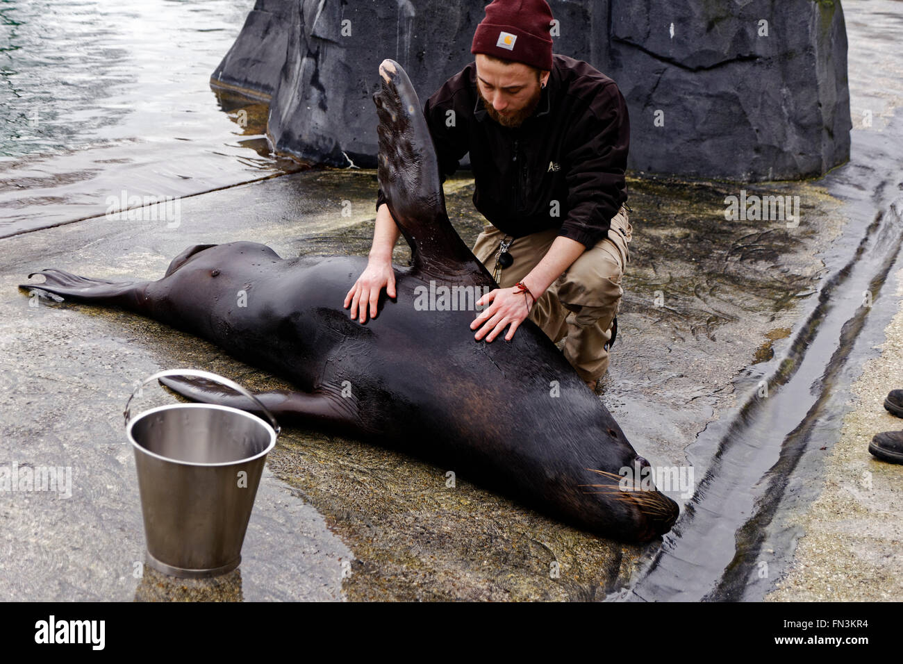 Schulungen über Seelöwen von Therapeuten der Zoologische Park von Paris Stockfoto