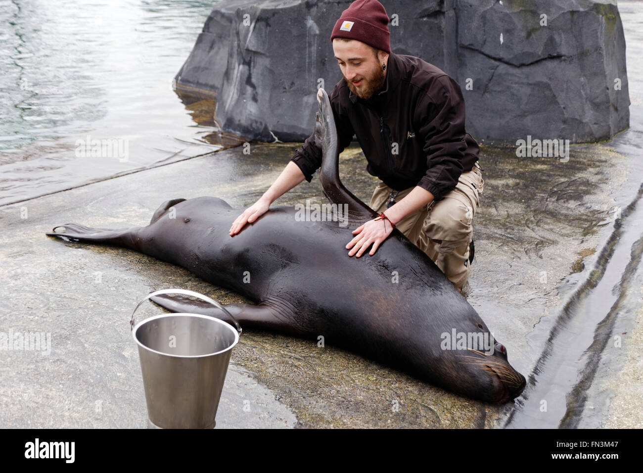 Schulungen über Seelöwen von Therapeuten der Zoologische Park von Paris Stockfoto