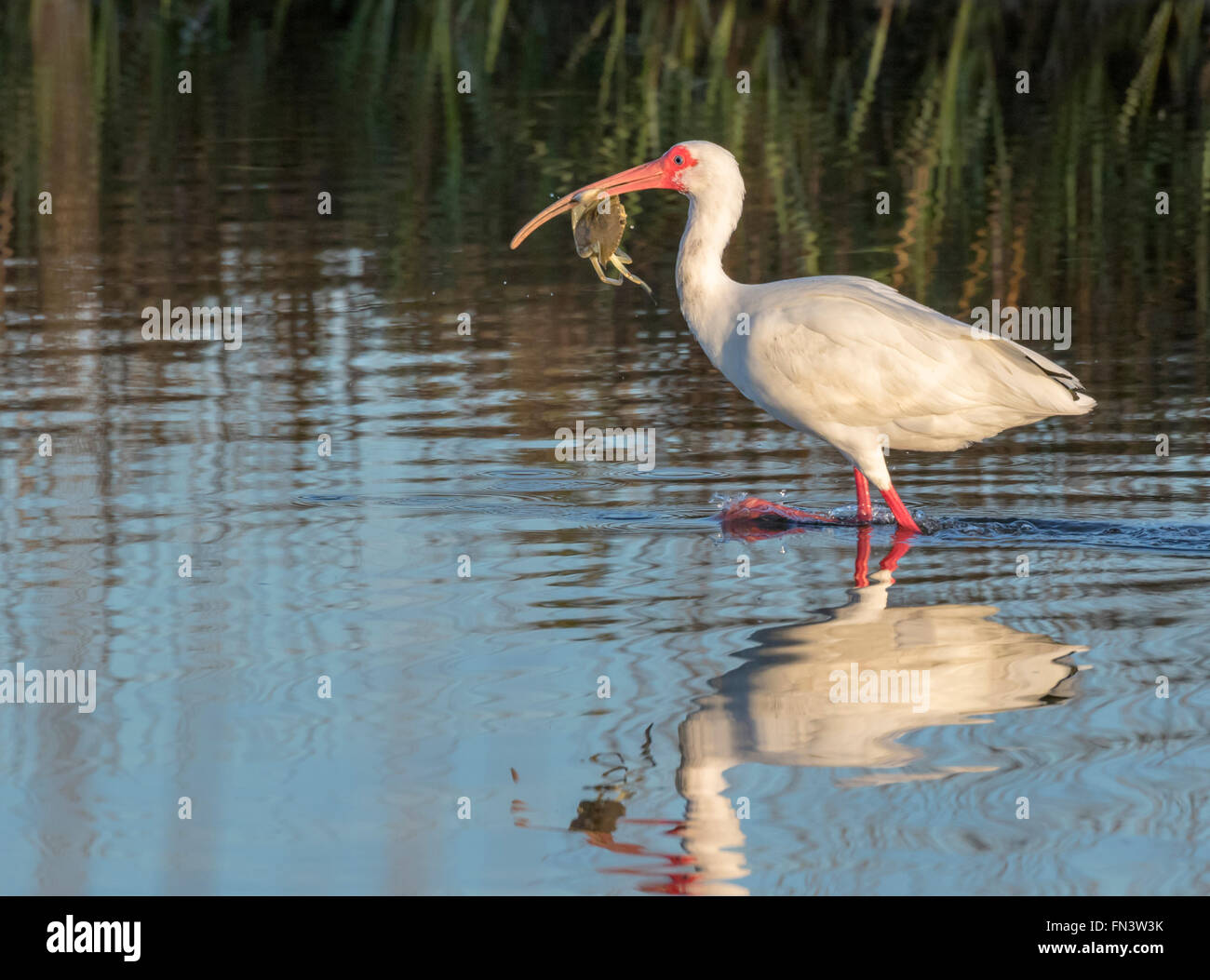 Amerikanische weiße Ibis (Eudocimus Albus) mit Gefangenen Krabbe in Gezeiten Marsh, Galveston, Texas, USA. Stockfoto