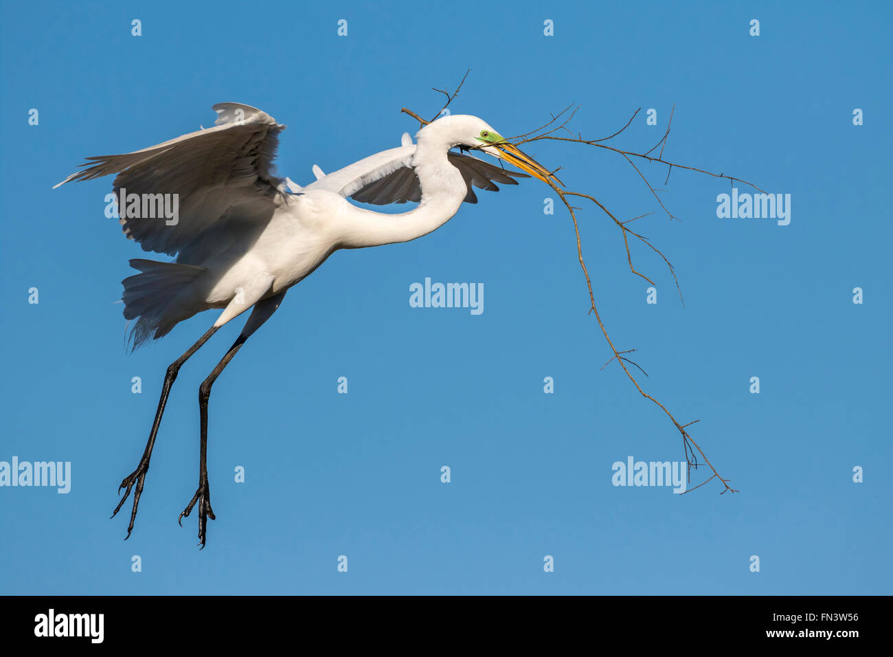 Silberreiher (Ardea Alba) fliegen mit Ast für das Nest, High Island, Texas, USA Stockfoto