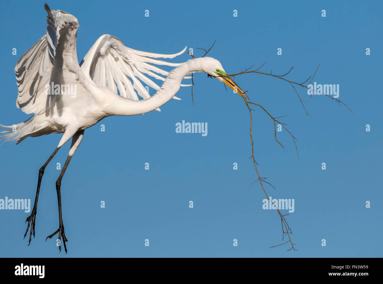 Silberreiher (Ardea Alba) fliegen mit Ast für das Nest, High Island, Texas, USA Stockfoto