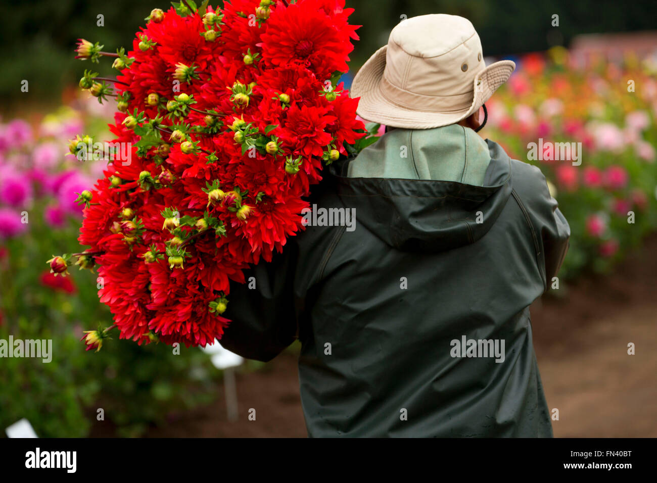 Knecht mit Dahlie, Swan Island Dahlien, Clackamas County, Oregon Stockfoto