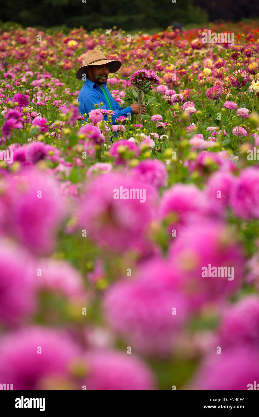 Knecht mit Dahlie, Swan Island Dahlien, Clackamas County, Oregon Stockfoto