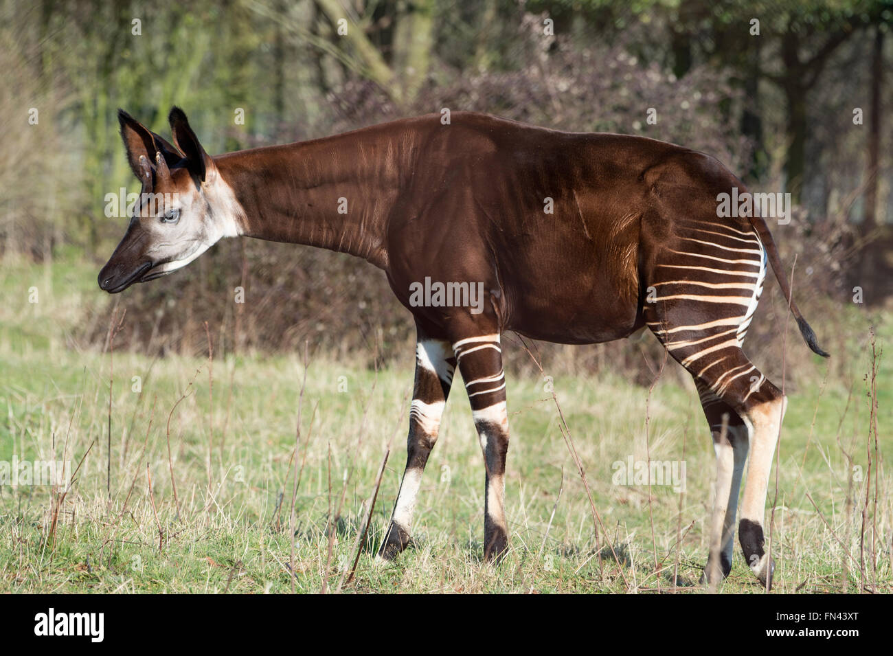 Okapi stehend in einem Feld Stockfoto