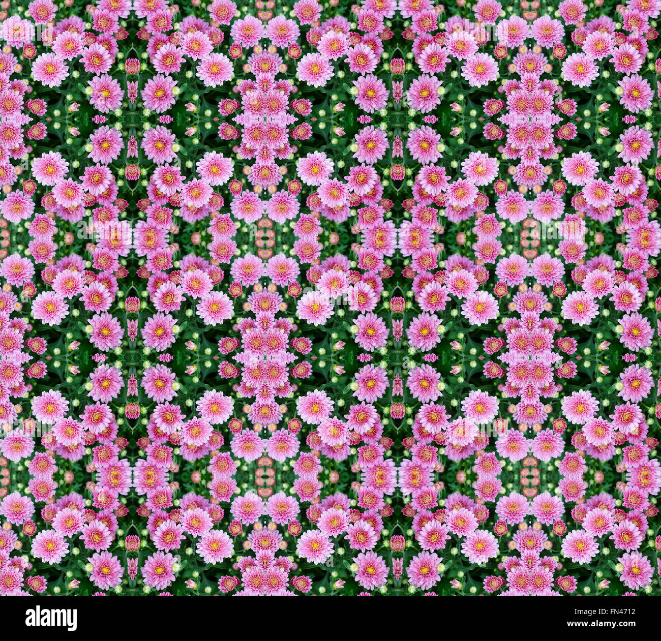 Schöne Blumen von Chrysanthemen Musterdesign Hintergrund Stockfoto