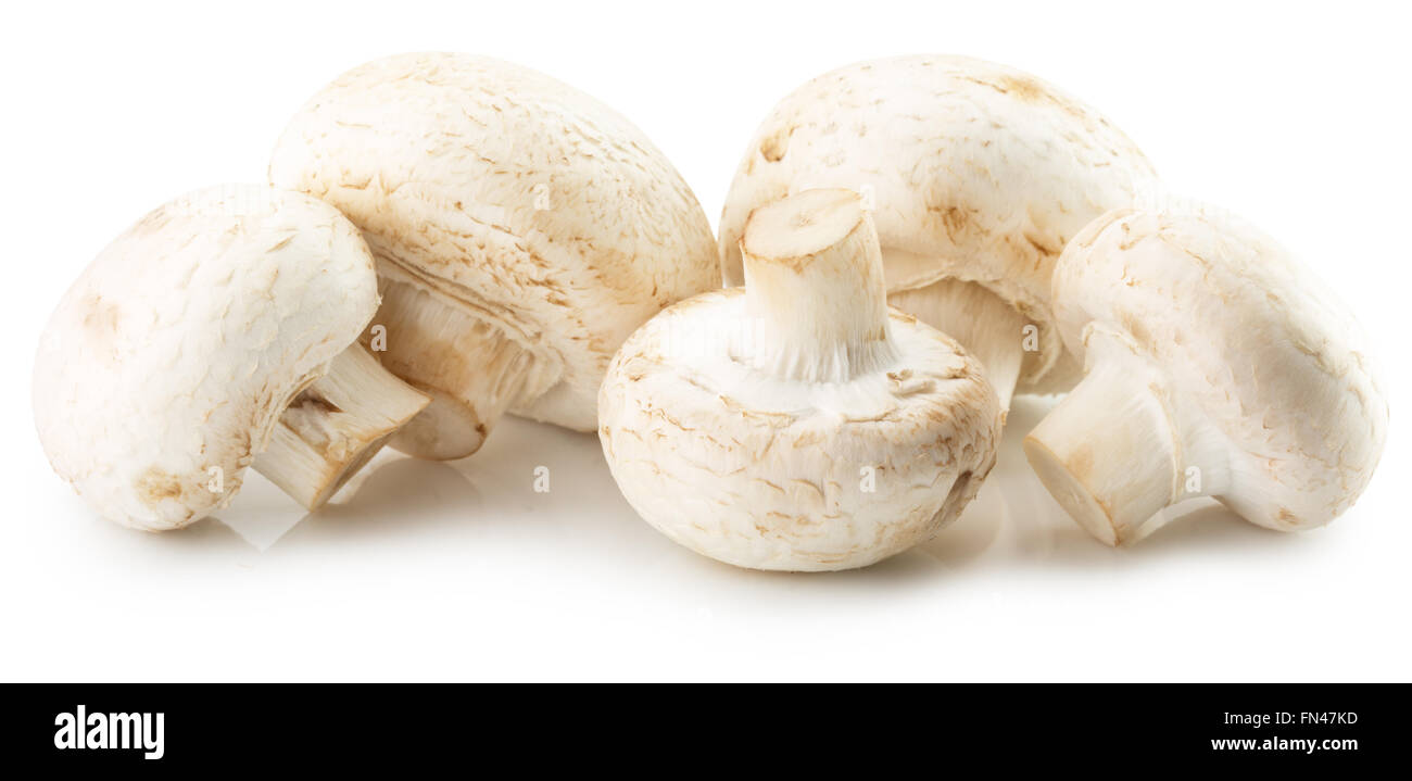 Weiße Champignons auf dem weißen Hintergrund isoliert. Stockfoto
