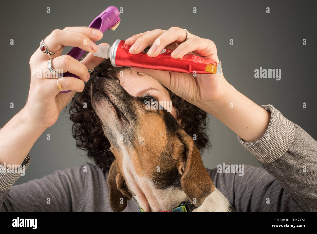 Hübsche junge Frau gilt Zahnpasta zu putzen, während Beagle Hund gespannt mit grauem Hintergrund schaut Stockfoto