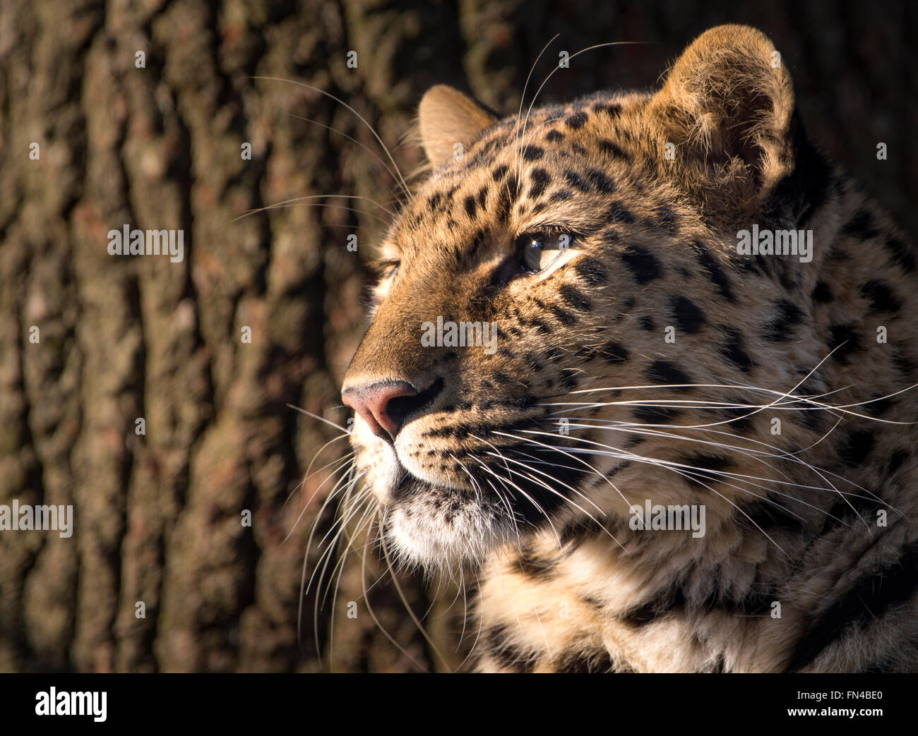 Weibliche Amur Leoparden (Profil) Stockfoto