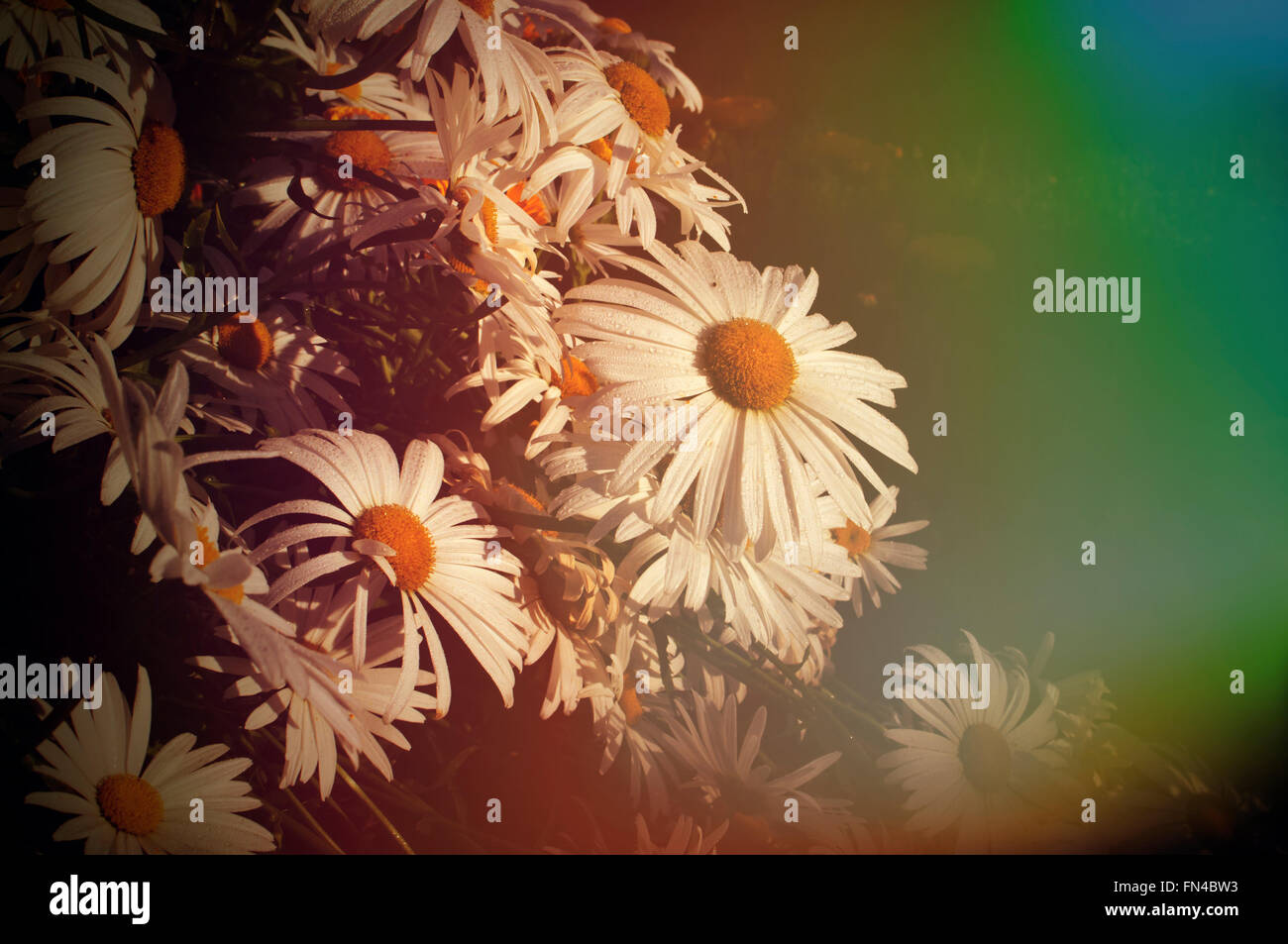 Blüten der Kamille im Garten Stockfoto