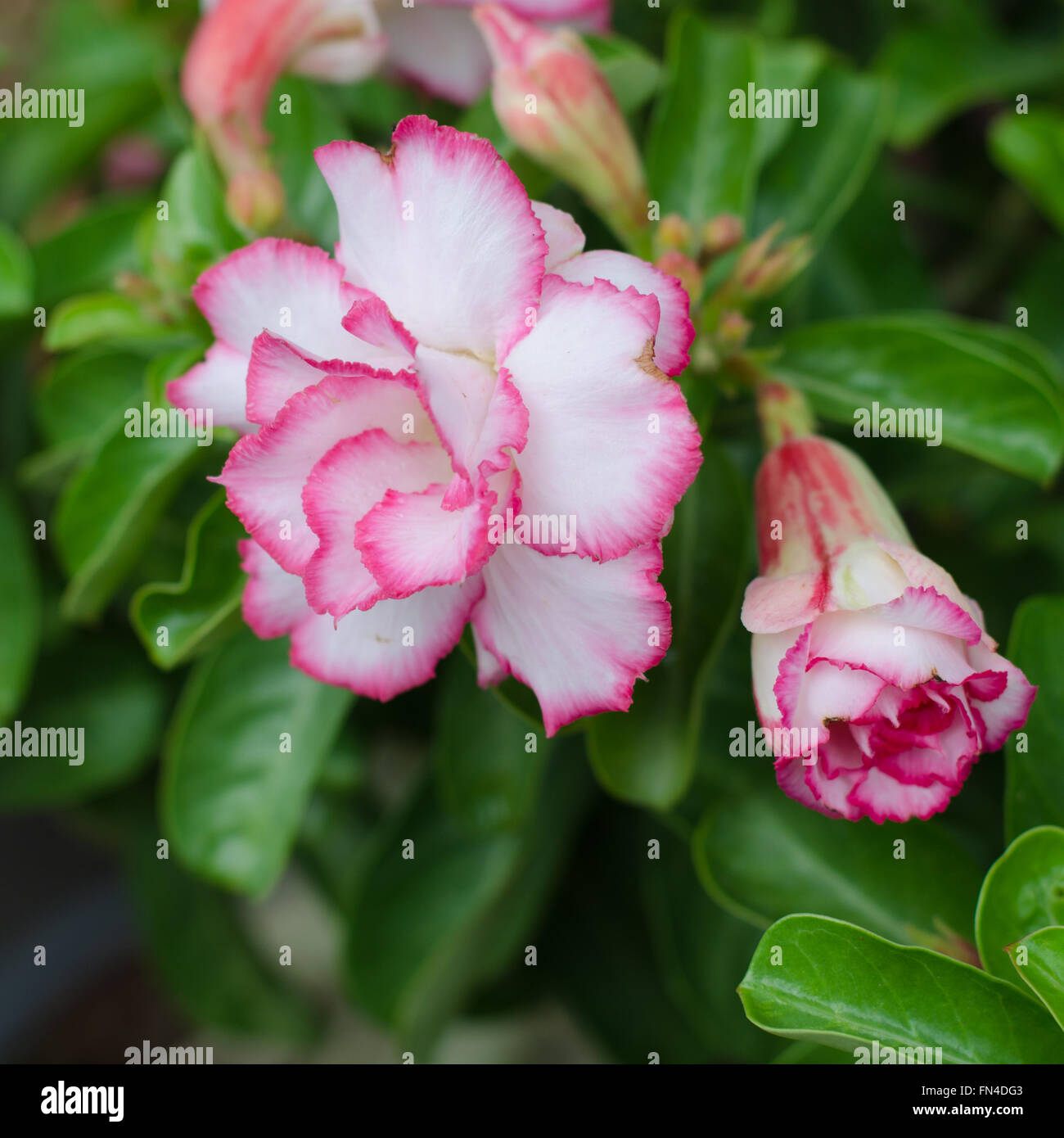 Desert rose Blume, Adenium obesum Stockfoto