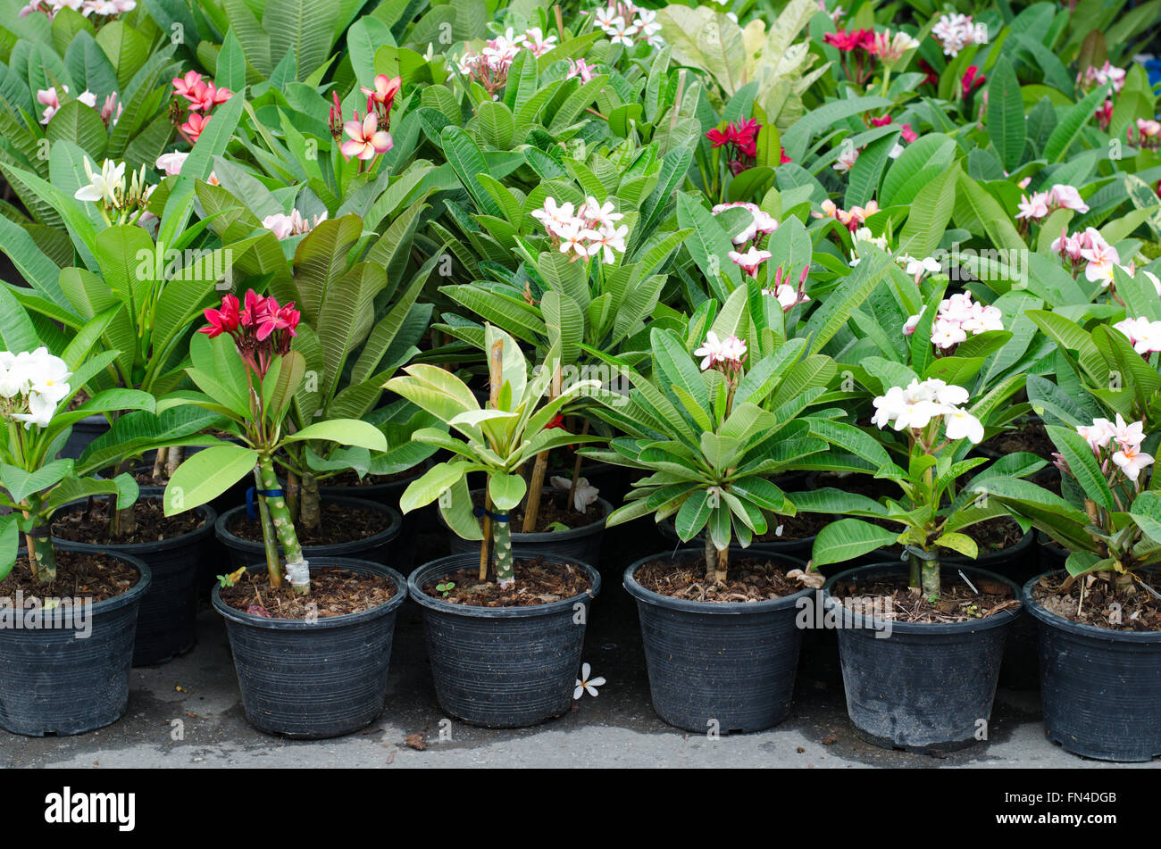 Frangipani-Bäume im Topf an Jatujak Market, Bangkok, Thailand Stockfoto