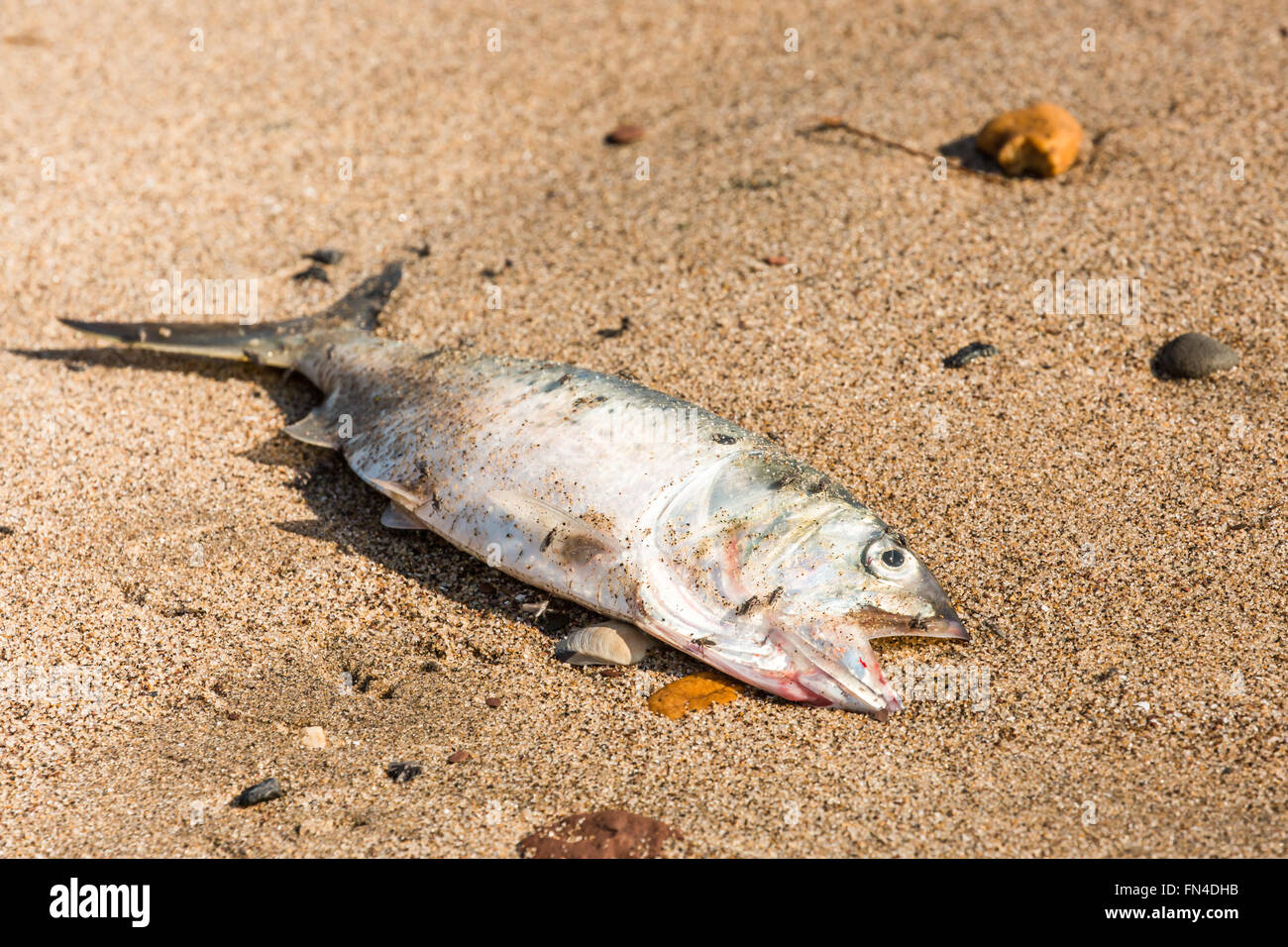 Ein tot blauer Fisch auf dem Sand. Stockfoto