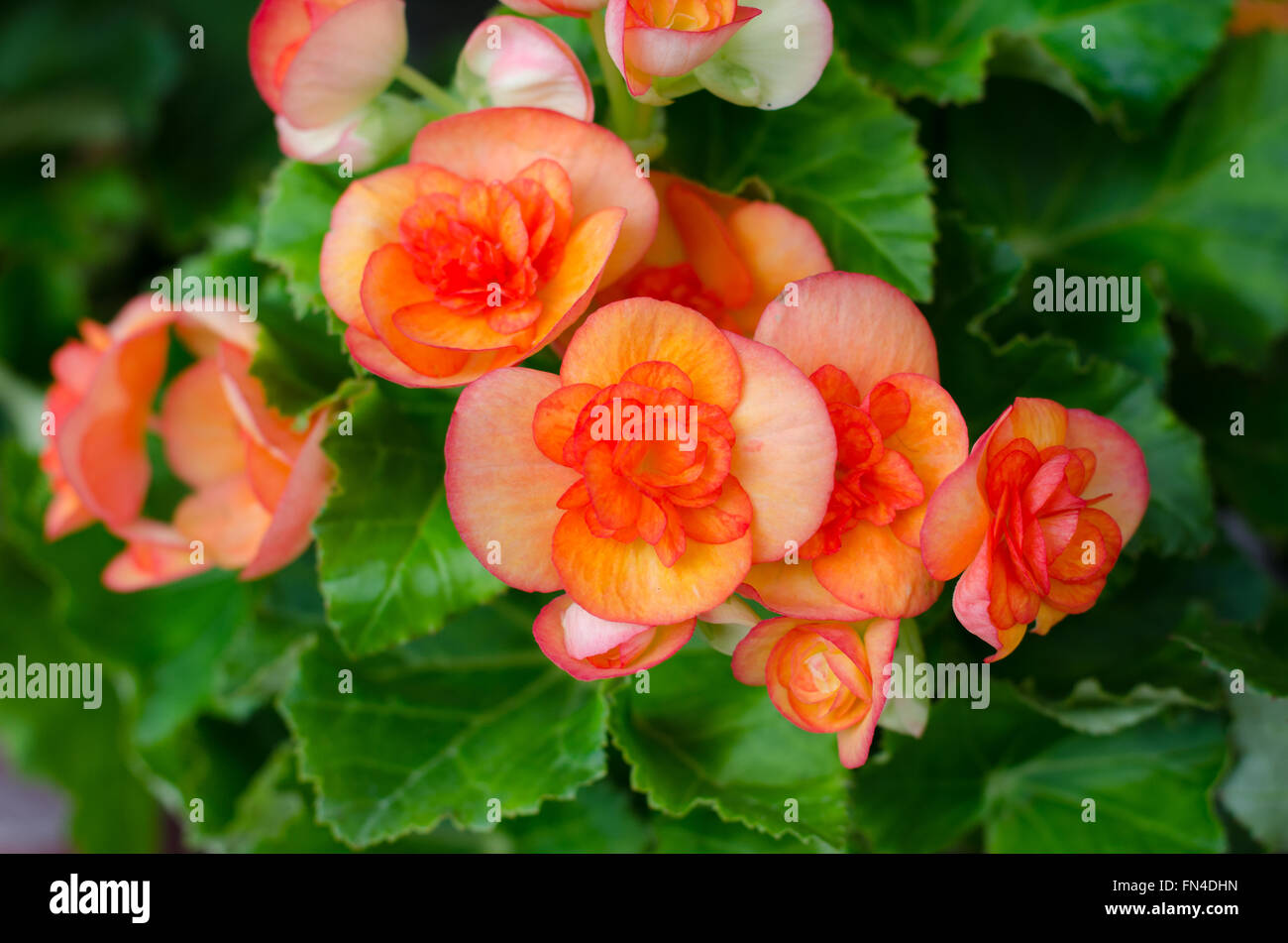 Begonie Blüte Stockfoto