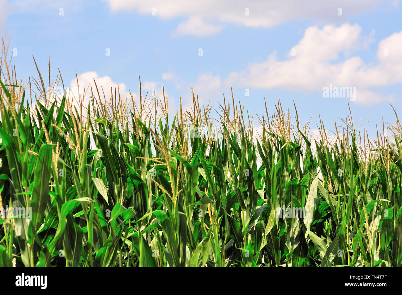 Eine reiche, reifen Mais Ernte im Spätsommer im Nordosten von Illinois, Wayne, Illinois, USA. Stockfoto