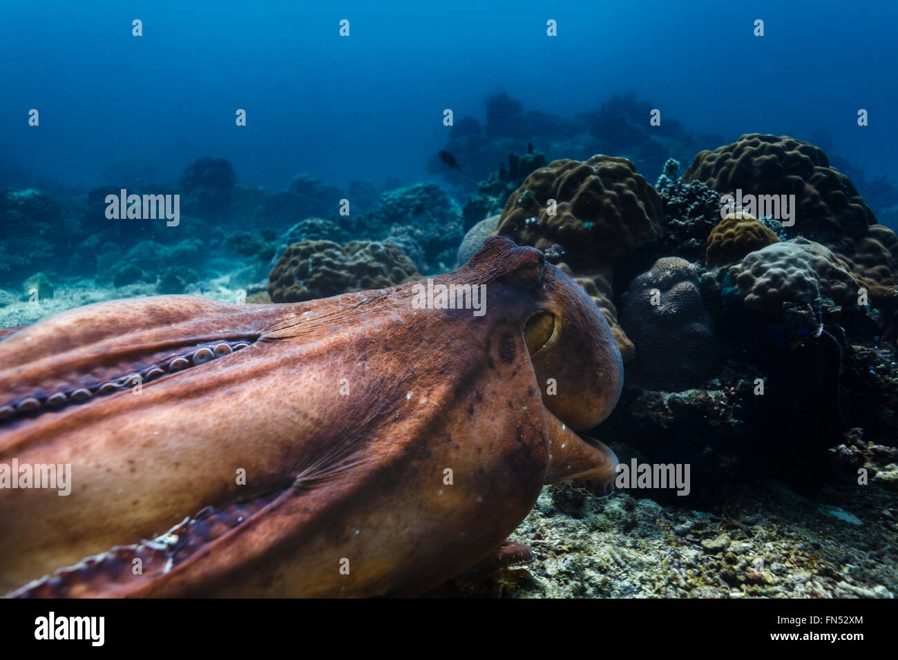 Nahaufnahme des Kopfes der riesige pazifische Krake Enteroctopus Dofleini frei schwimmen am Korallenriff Stockfoto