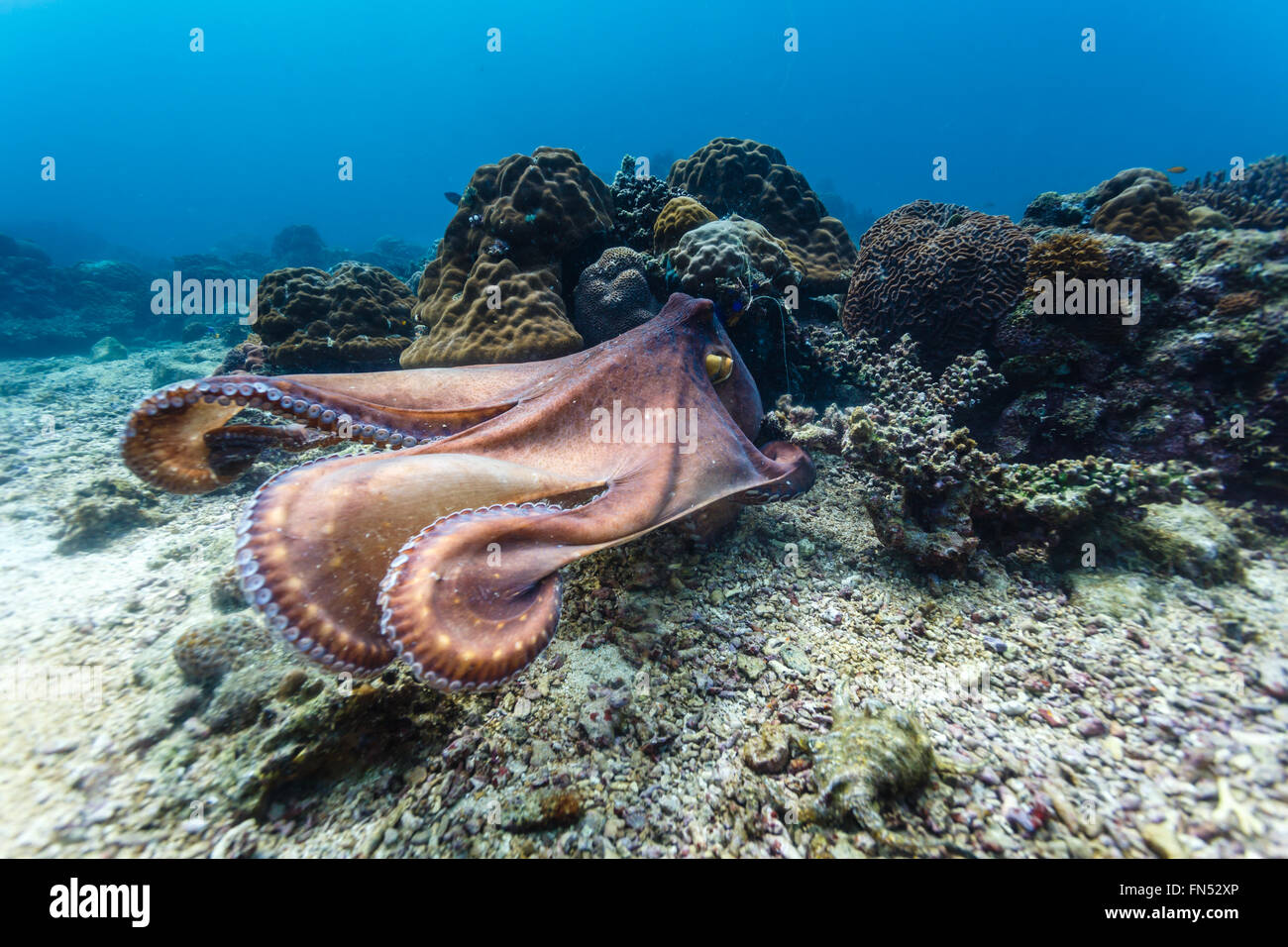 Riesiger Pazifischer Tintenfisch, Enteroctopus dofleini, freies Schwimmen zwischen Verstecken am Korallenriff Stockfoto