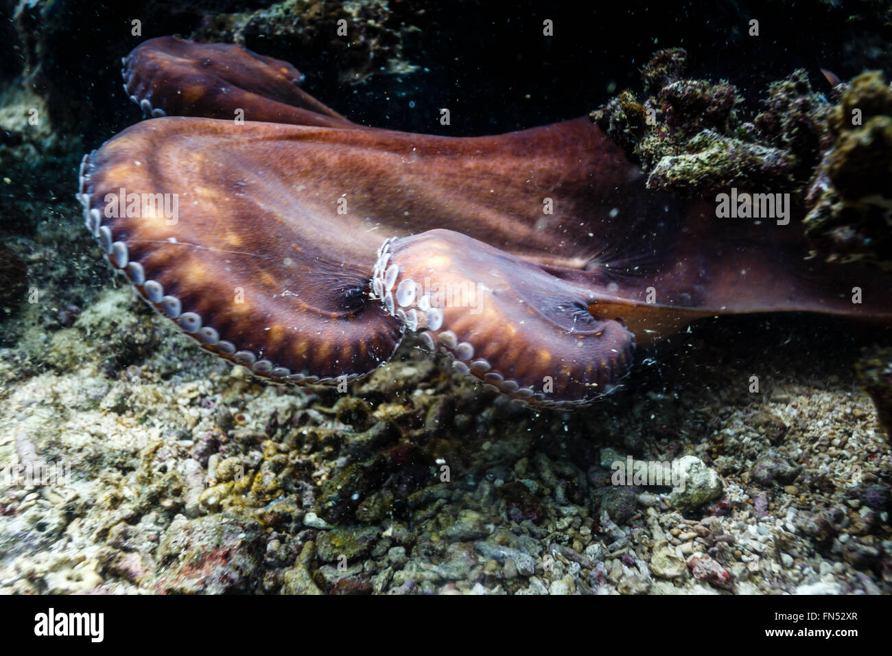 Riesen-Pazifischer Oktopus Enteroctopus dofleini Stockfoto
