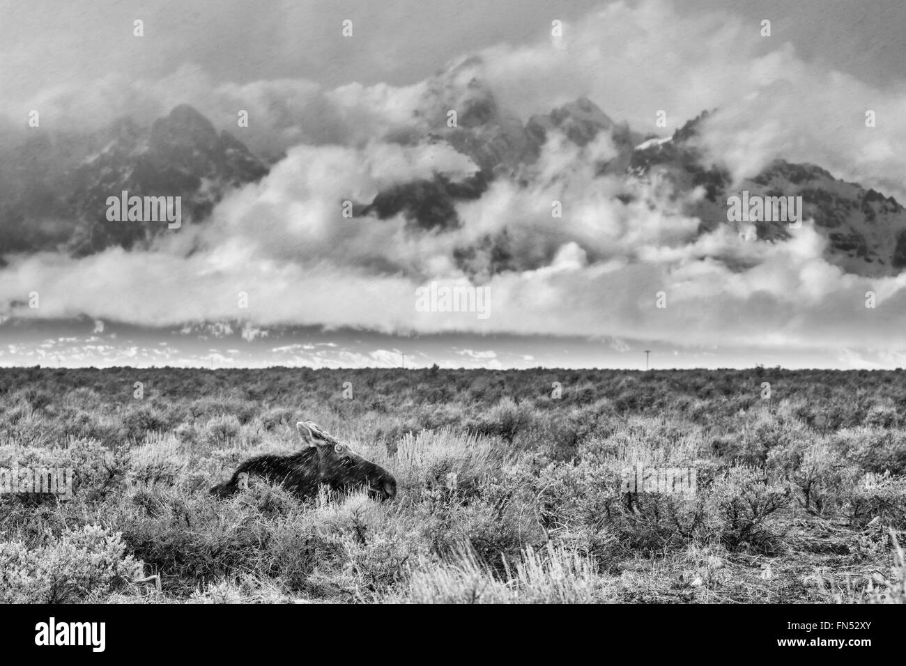 Weibliche Elche, Alces alces, Unterstände im Gras während einer Feder Schneegestöber in Wyoming in Schwarz und Weiß Stockfoto