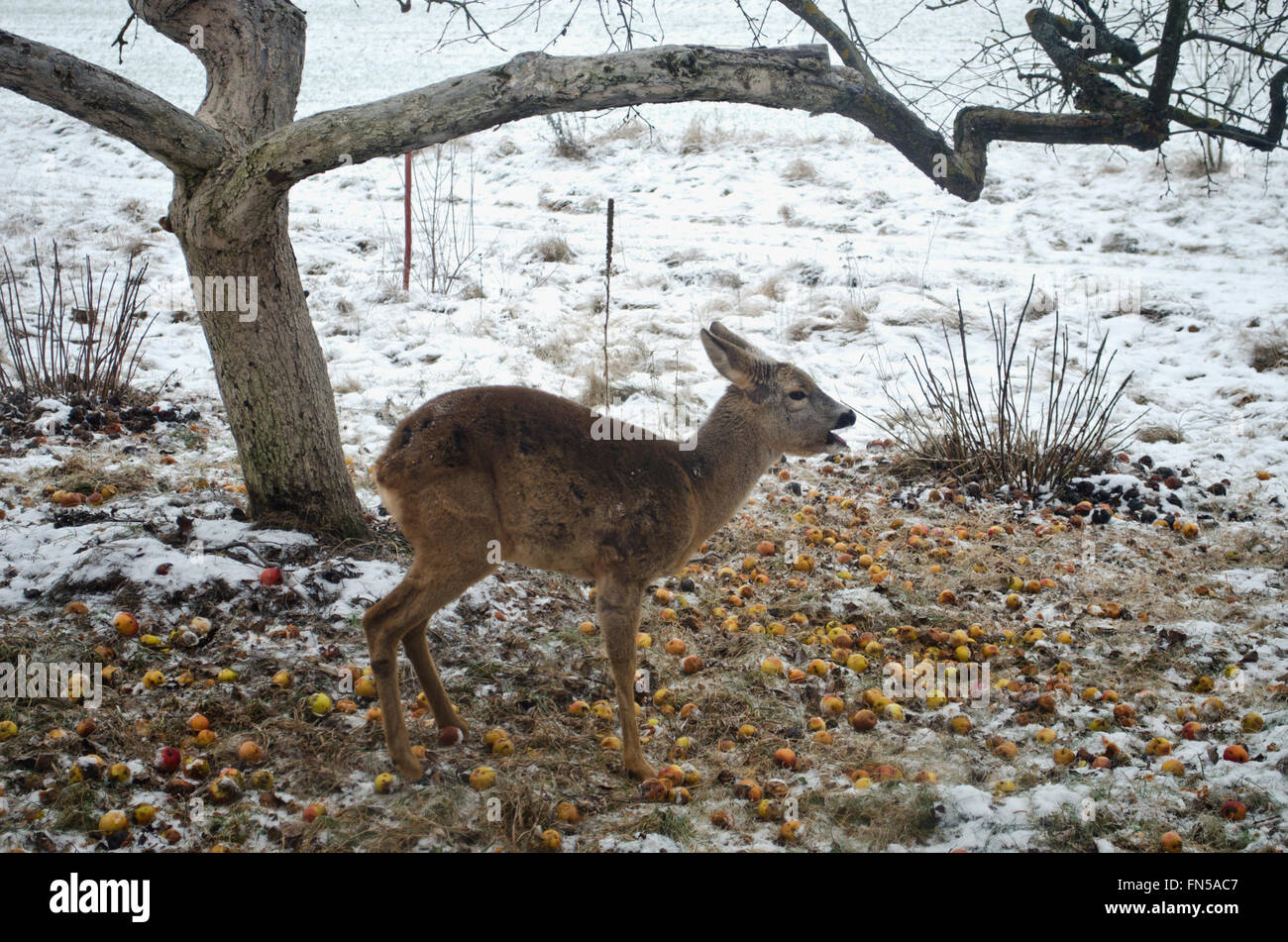 Drei Beinen Rehe im Winter auf dem Bauernhof Garten Verzehr von Äpfeln Stockfoto