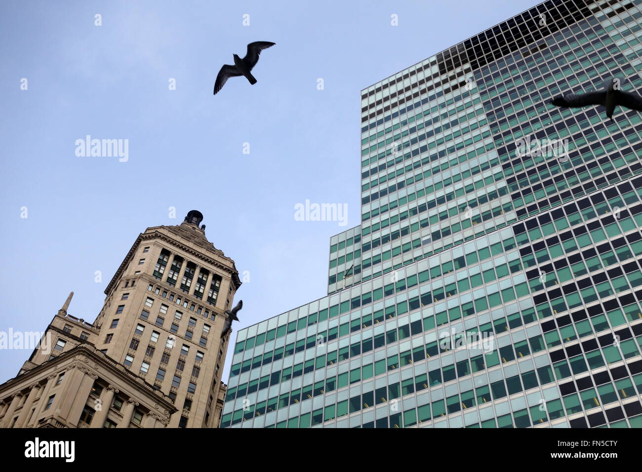 Möwen fliegen vor kontrastierenden NYC Gebäude (2 und 26 Broadway), New York City, NY, USA Stockfoto