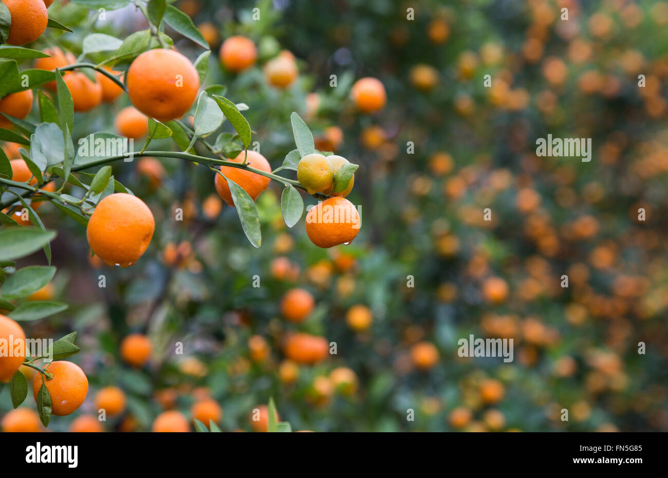 Kumquat, das Symbol der chinesischen Neujahrsfest Stockfoto