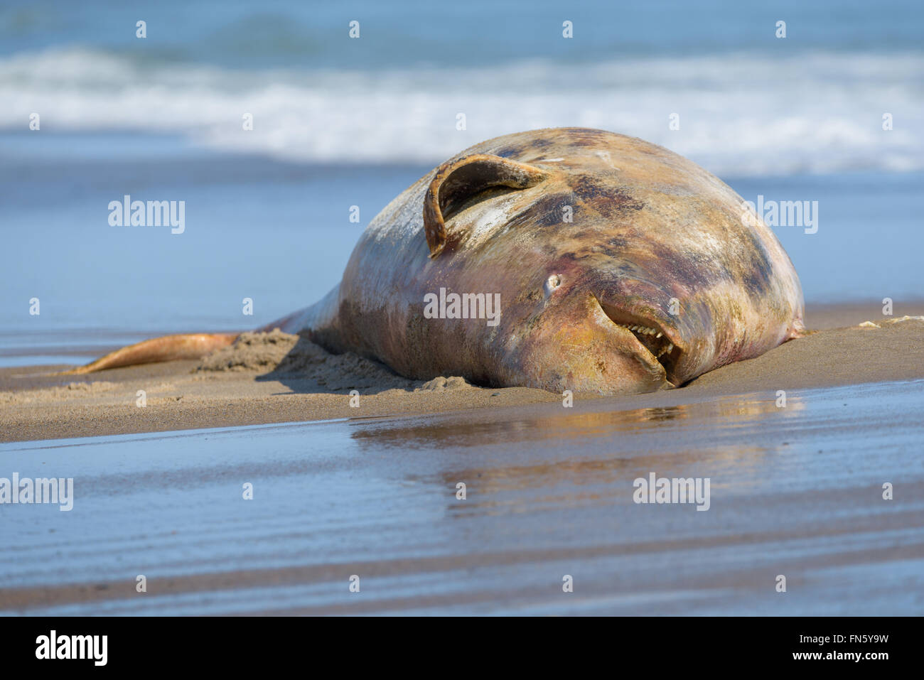 Der Kadaver eines Toten Beluga. Sachalin, Russland. Stockfoto