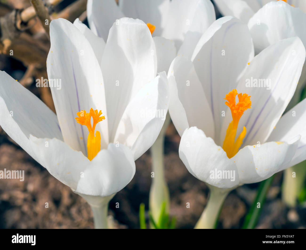 Frühe Blüte White Frühling Crocus England UK Stockfoto