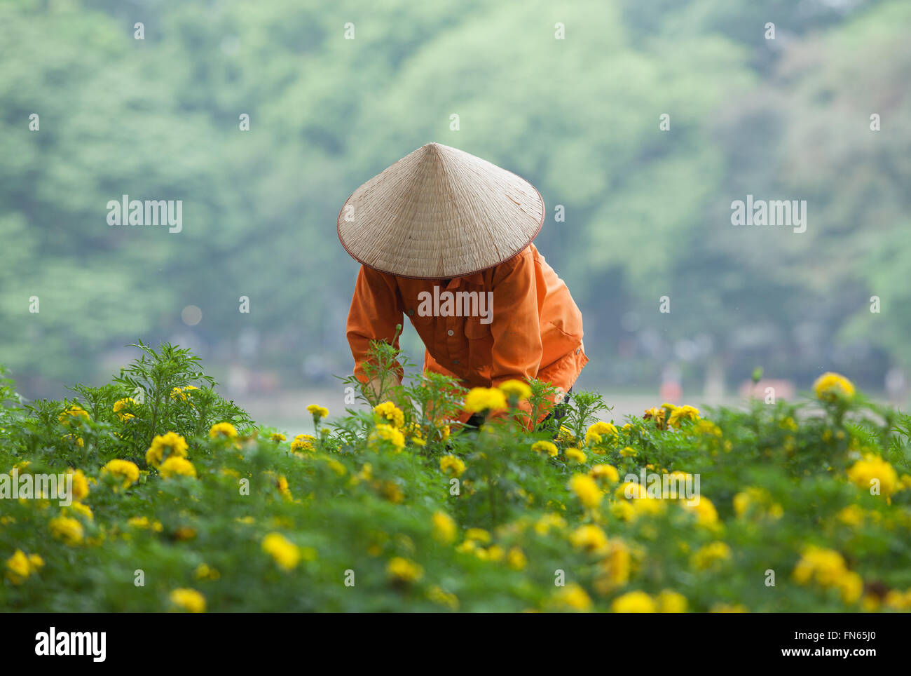 Asiatische Gärtner kümmert sich eine gelbe Botanik Garten am Ufer des Hoan Kiem (Schwert)-See und Schildkröte Turm auf einer kleinen Insel b Stockfoto