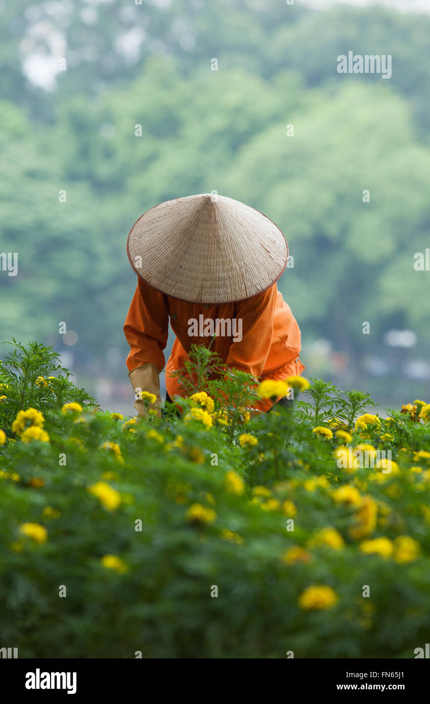Asiatische Gärtner kümmert sich eine gelbe Botanik Garten am Ufer des Hoan Kiem (Schwert)-See und Schildkröte Turm auf einer kleinen Insel b Stockfoto