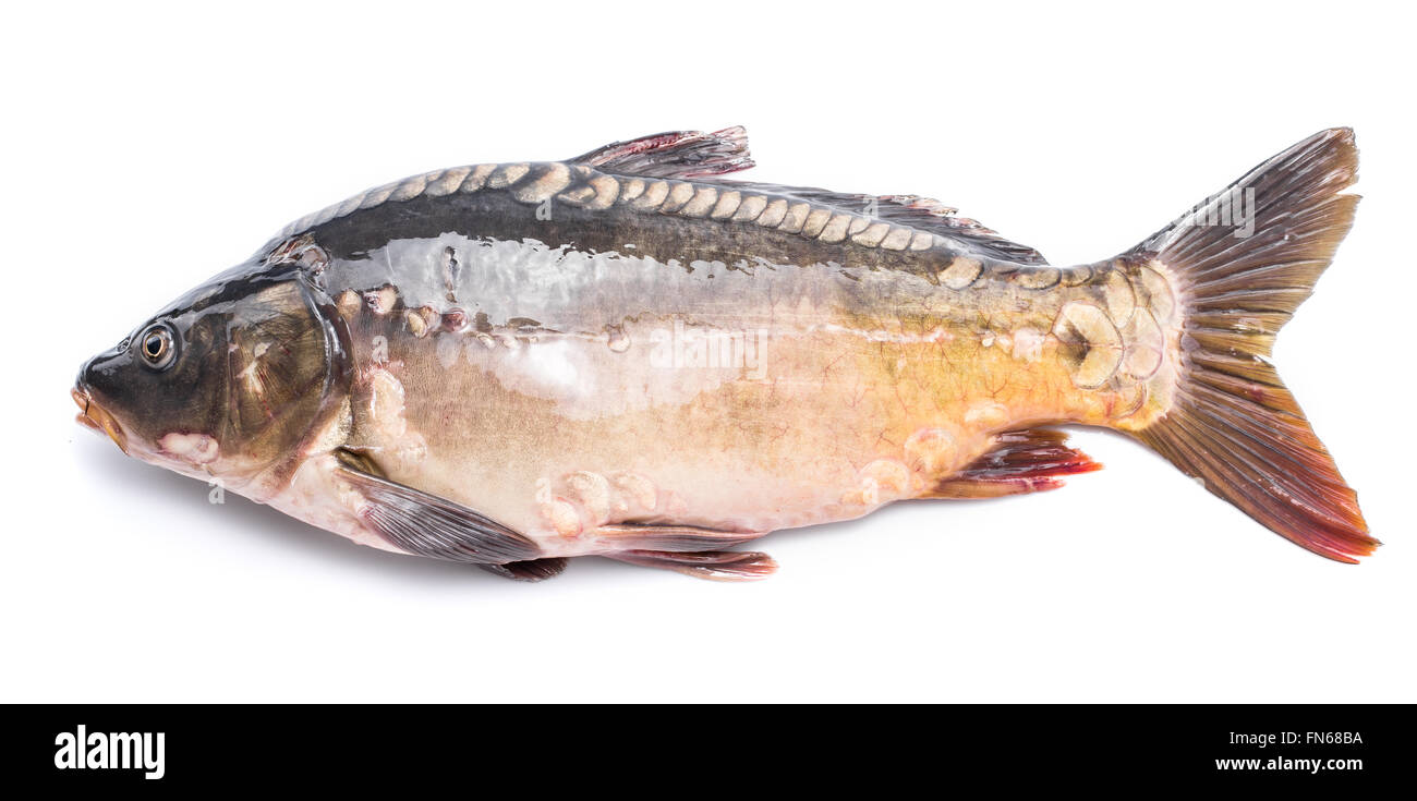 Gemeinsamen Karpfen - Essen Fisch isoliert auf einem weißen Hintergrund. Stockfoto