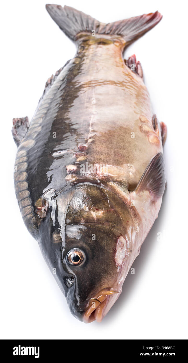 Gemeinsamen Karpfen - Essen Fisch isoliert auf einem weißen Hintergrund. Stockfoto