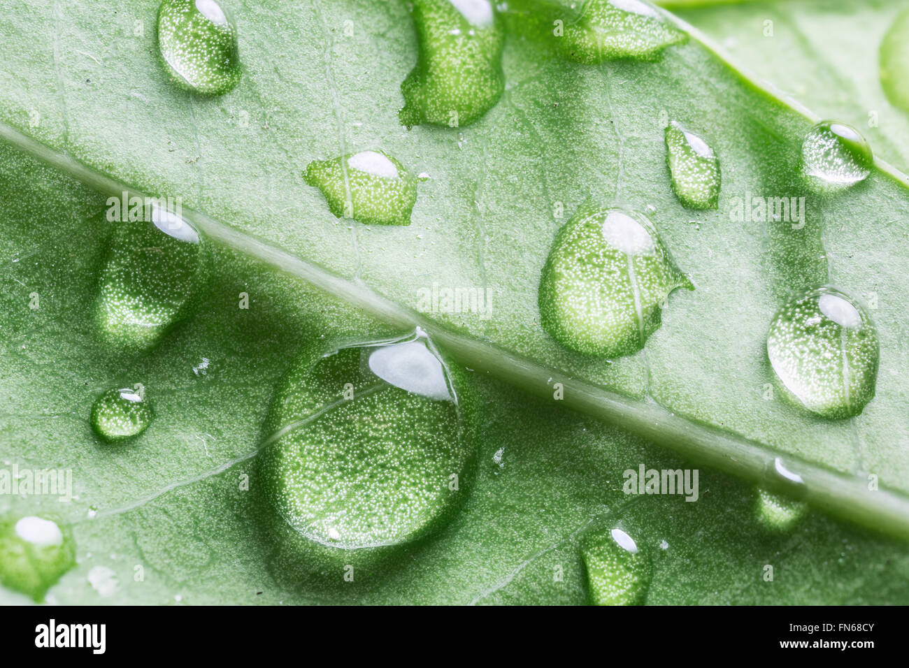 Wassertropfen über grünes Blatt. Makroaufnahme. Stockfoto