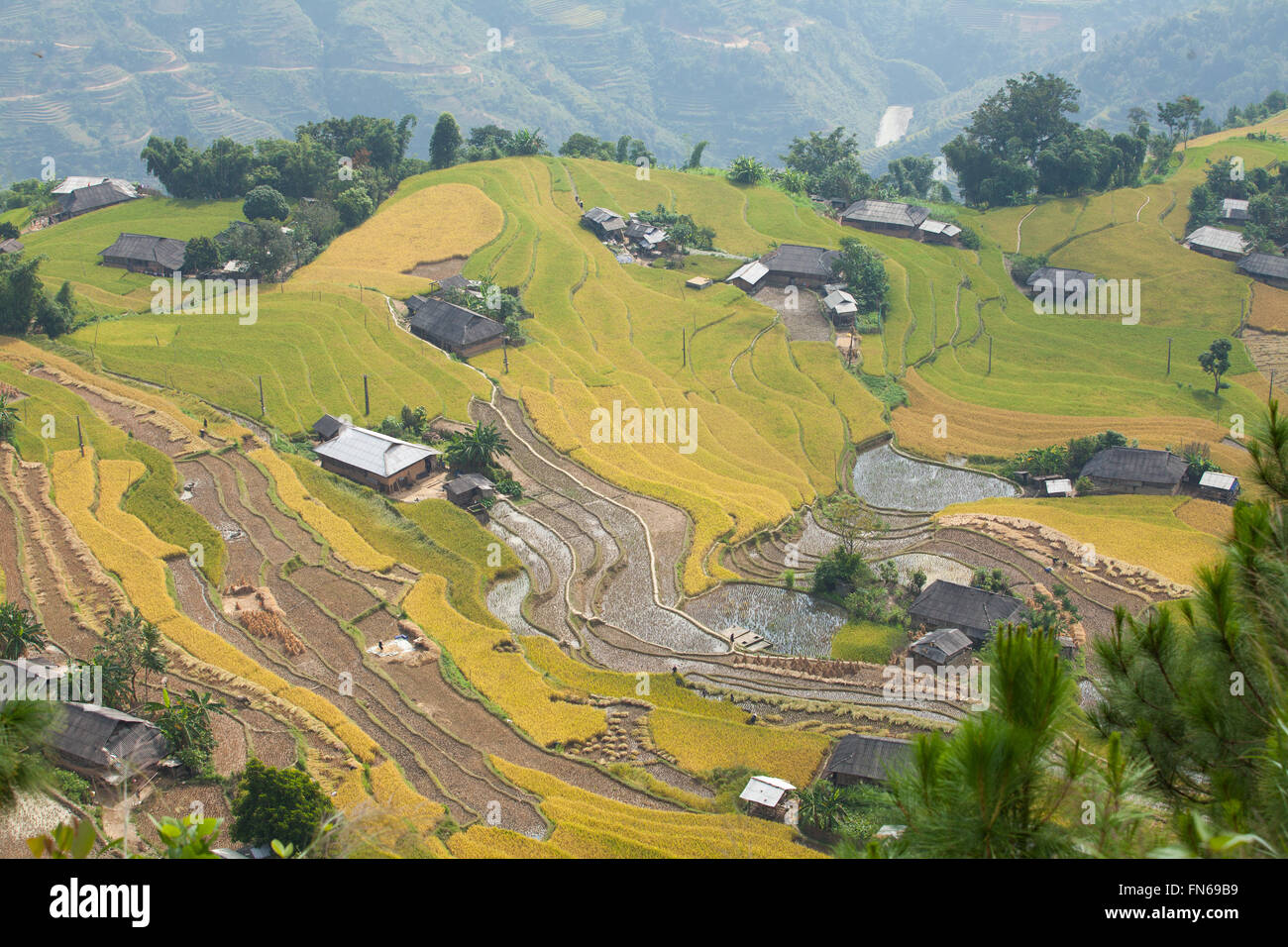 Typisches Bild einer asiatischen Dorf Landschaft in einer ländlichen Gegend mit Reisfeld in der Zeit der Ernte unter der gelben Sonne AUT. Stockfoto