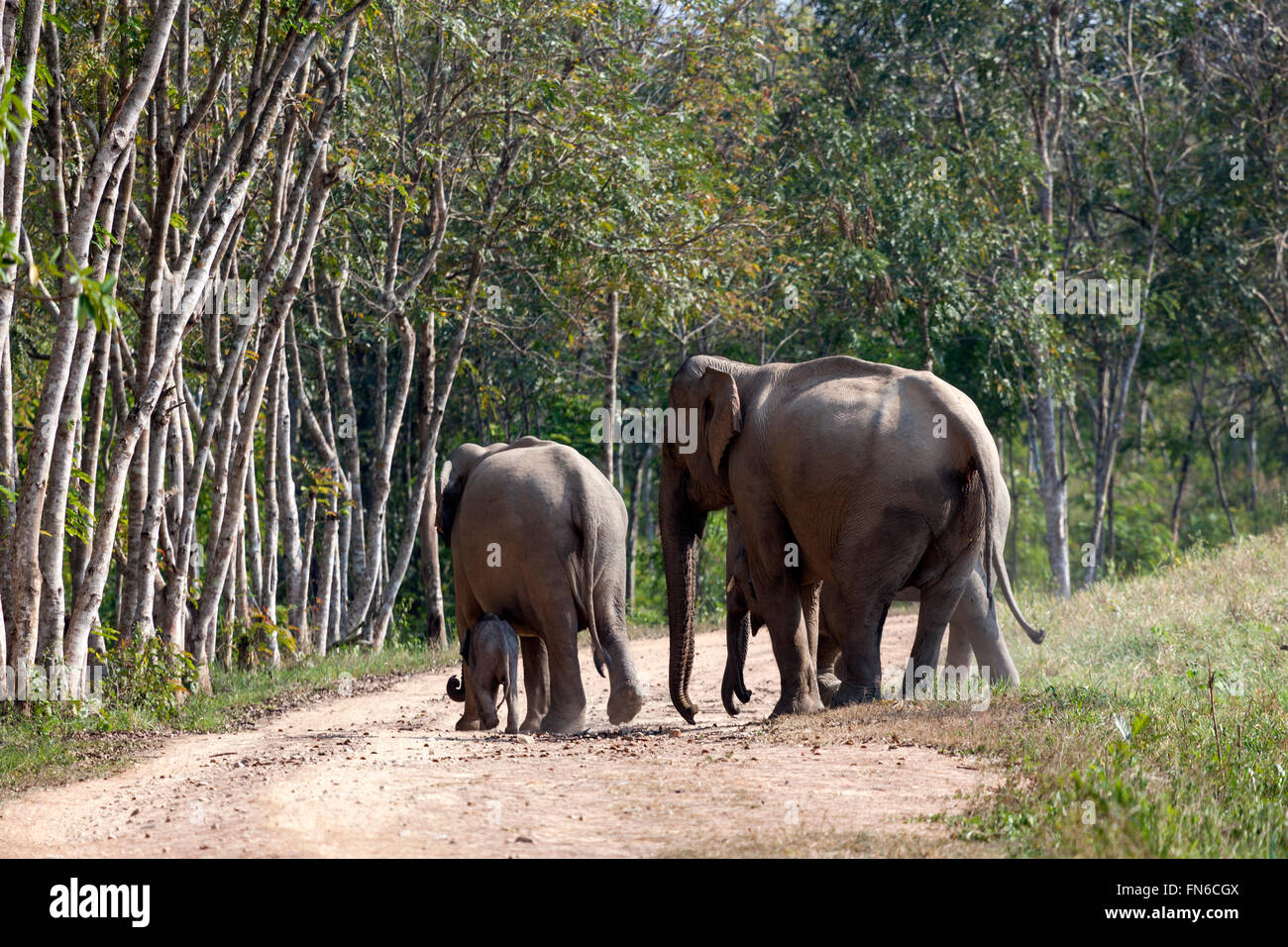 Eine wilde Elefantenfamilie (Elephas Maximus Indicus) über eine Spur im Kui Buri Nationalpark (Thailand). Stockfoto