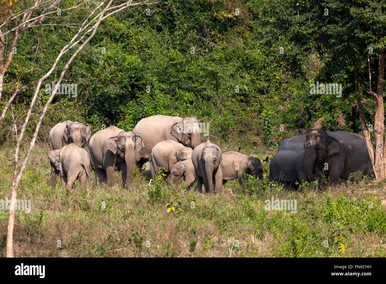 Eine Herde von wilden indischen Elefanten (Elephas Maximus Indicus) in Kui Buri Nationalpark - Prachuap Khiri Khan Province-Thailand. Stockfoto
