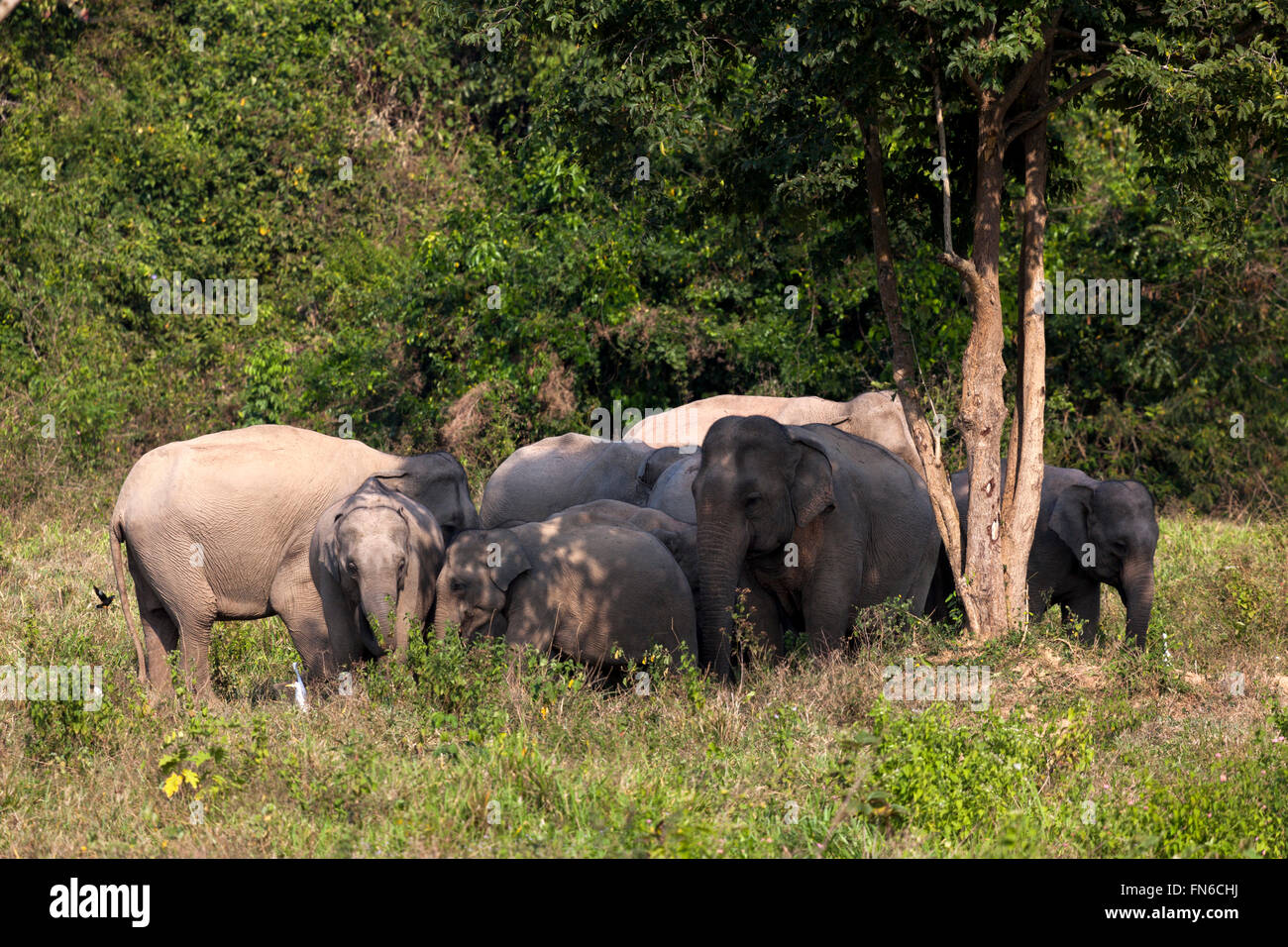 Eine Herde von wilden indischen Elefanten (Elephas Maximus Indicus) in Kui Buri Nationalpark - Prachuap Khiri Khan Province-Thailand. Stockfoto