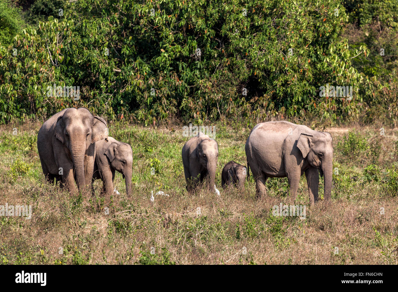 Eine Herde von wilden indischen Elefanten (Elephas Maximus Indicus) in Kui Buri Nationalpark - Prachuap Khiri Khan Province-Thailand. Stockfoto