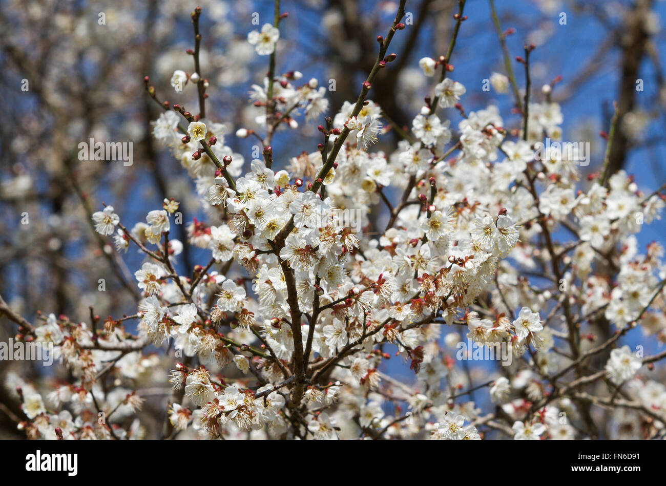 Weiße Aprikosenbaum Blume, saisonale Blumen Natur Thema Hintergrund des Frühlings in Asien Stockfoto