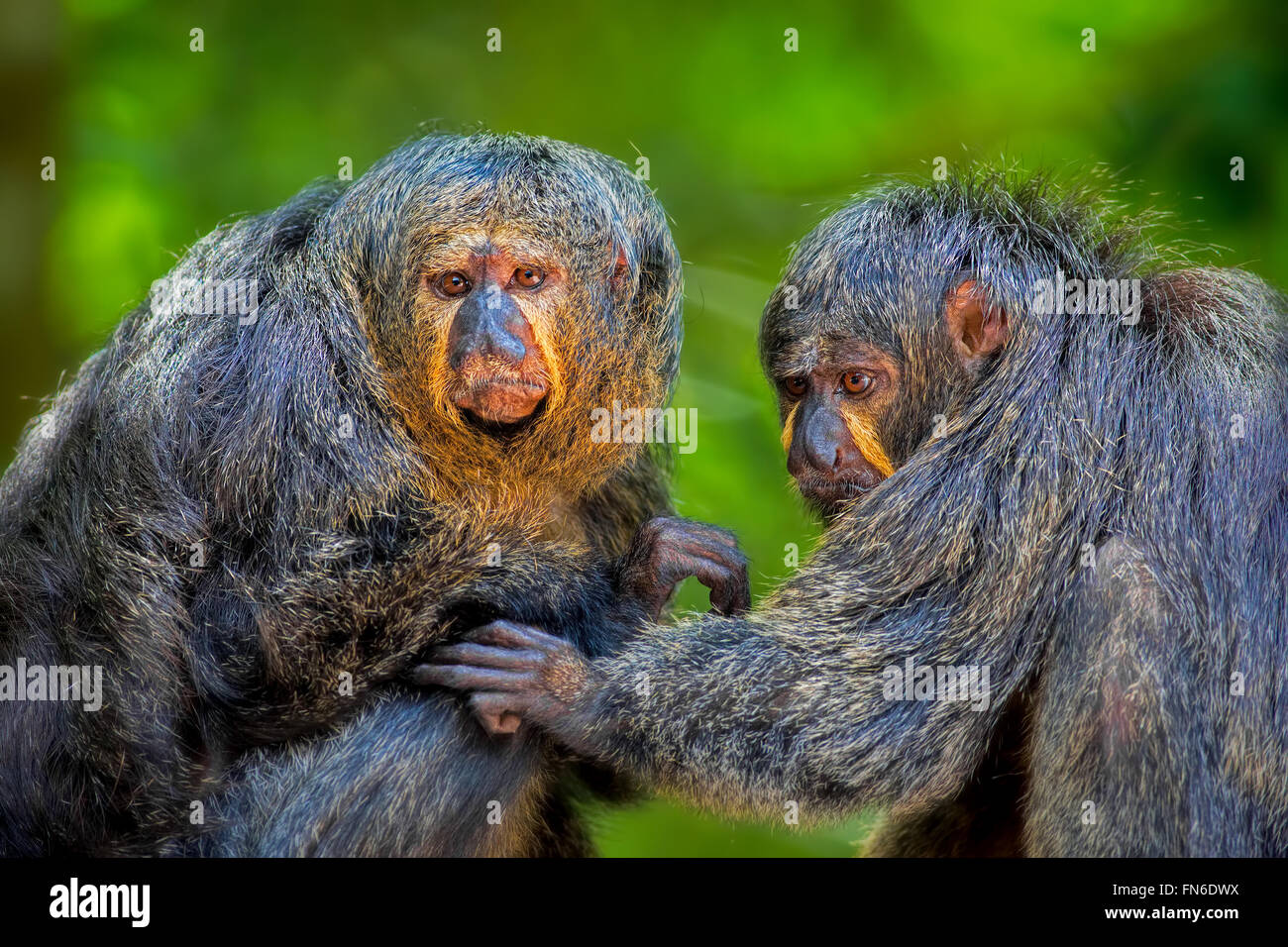 Zwei Saki Affen Stockfoto