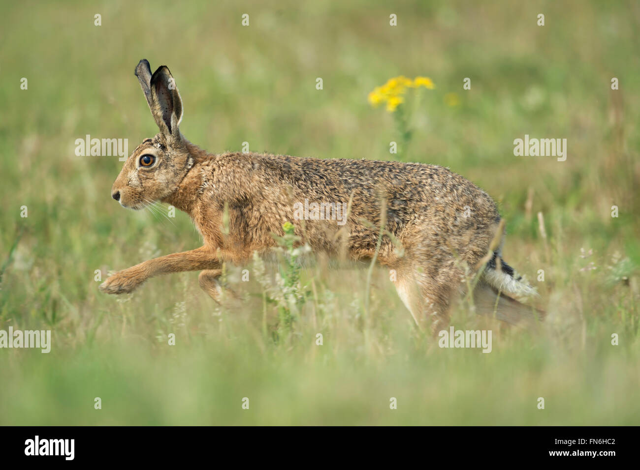 Braune Hare / Europäische Hasen / Feldhase (Lepus Europaeus) durch blühende Wiese laufen. Stockfoto