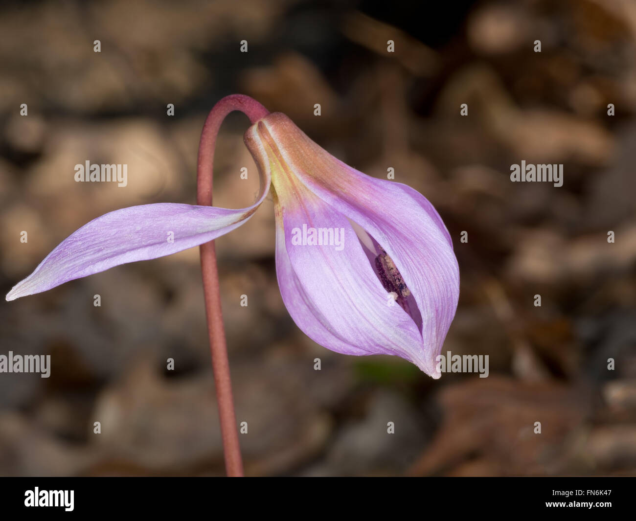 Die Enthüllung. Erythronium Dens-Canis, Zahn des Hundes violett gerade erst zu öffnen, um die Staubblätter etc. zu offenbaren. Frühlingsblume. Stockfoto