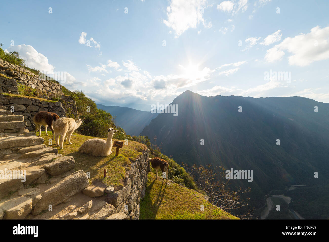 Gruppe von Lamas Glühen bei Gegenlicht auf Terrassen Machu Picchu, Peru. Weitwinkelaufnahme in am Nachmittag Sonne und blauer Himmel mit ope Stockfoto