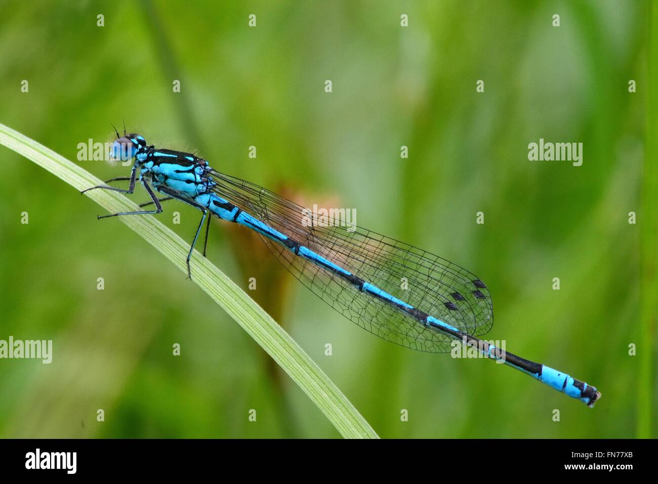 Azure Damselfly (Coenagrion Puella). Insekt in die Ordnung Odonata, Familie Coenagrionidae, ruht auf dem Rasen Stockfoto