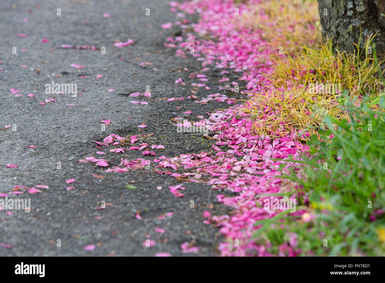 Rosa Frühlings-Blüte, die von den Bäumen gefallen und liegt auf der Straße, Asphalt und Wege. Stockfoto