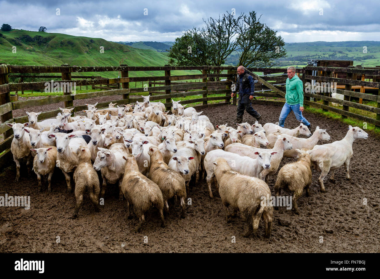 Zwei Schafhalter hüten Schafe, Schaf-Farm, City, Neuseeland Stockfoto