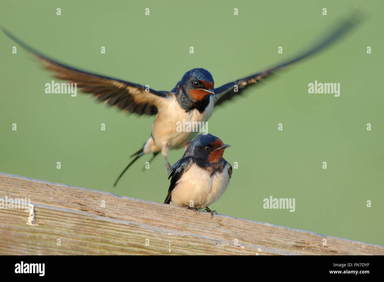 Scheunenschwalben / Rauchschwalben ( Hirundo rustica ), Paarung auf einem Holzzaun vor einem sauberen natürlichen Hintergrund, Tierwelt, Europa. Stockfoto