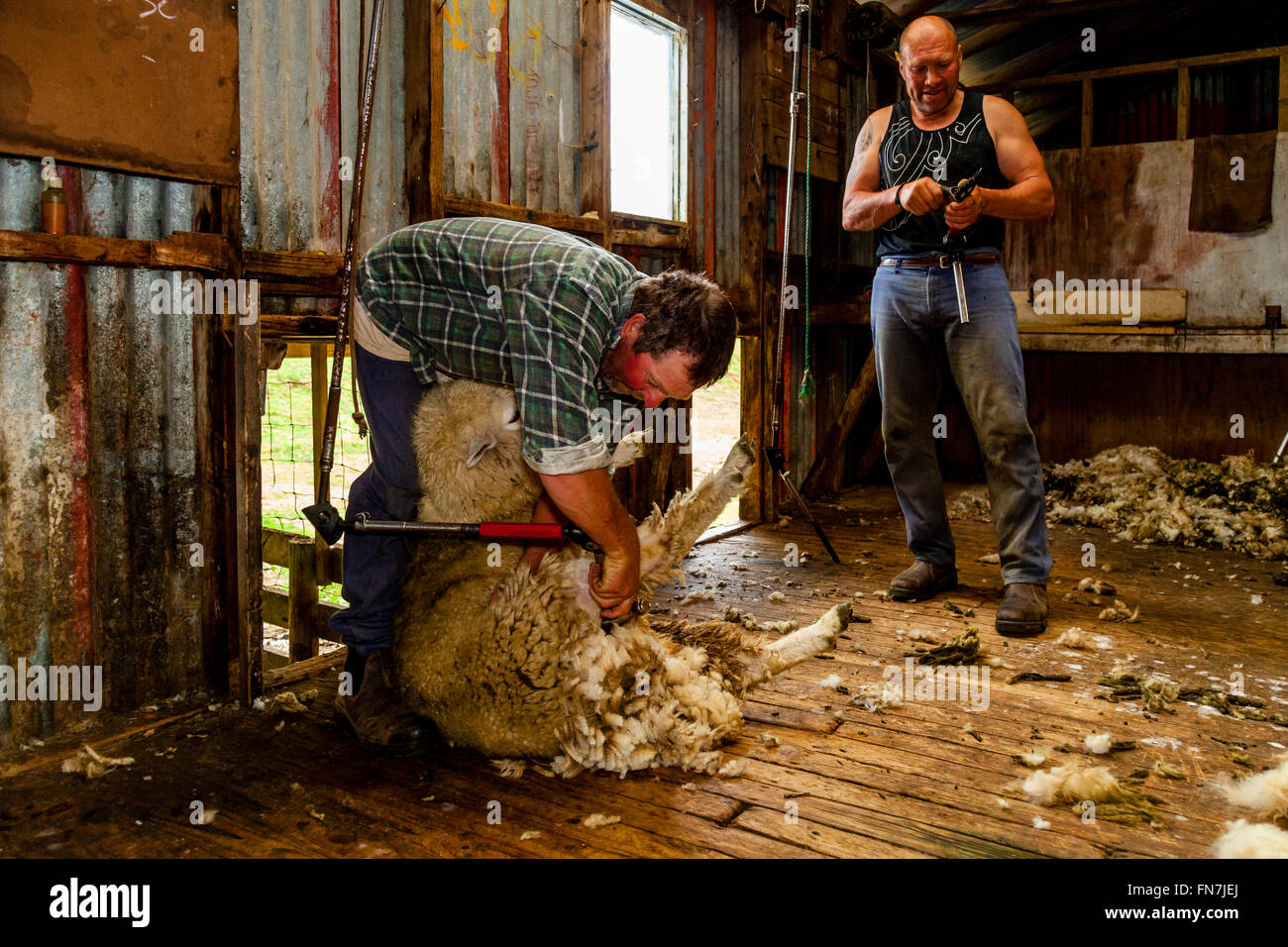 Schaf-Crotching auf einer Schaffarm, City, Neuseeland Stockfoto